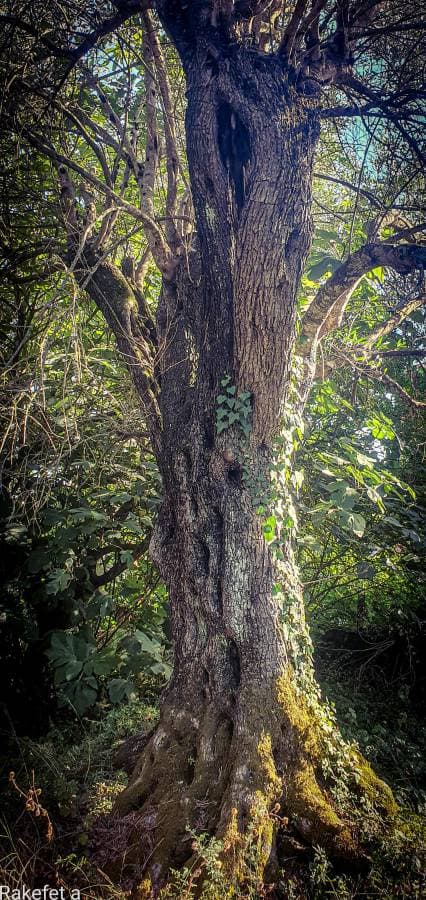 Photo 1 by Rakefet A. (7/5/24)