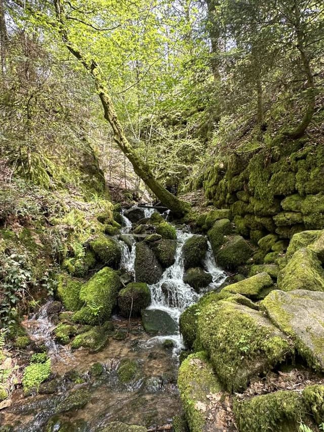 Photo 1 by Robin S. (4/30/24)