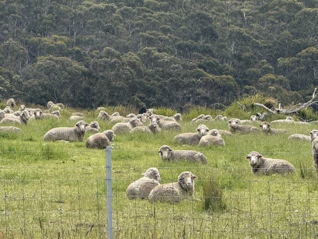 Photo 1 by Saroj A. (12/8/25)