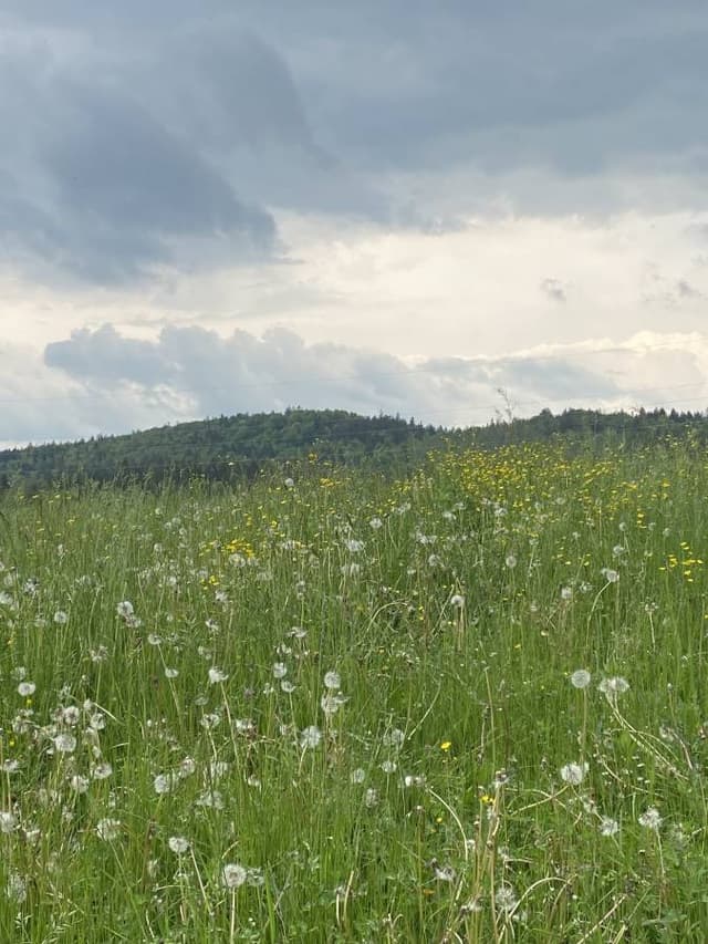 Photo 1 by Richard W. (5/28/23)