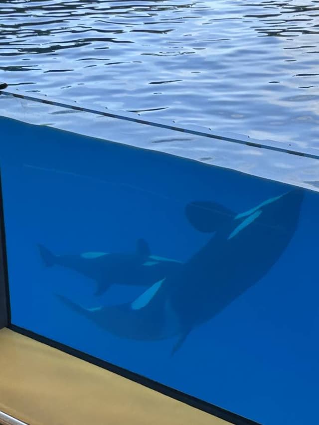 Photo 2 by Arash J. (12/13/25)