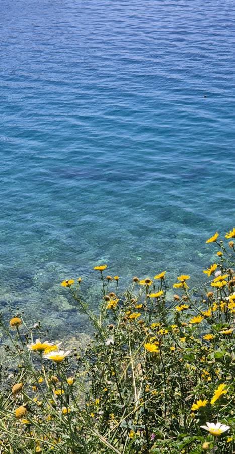 Photo 1 by arie S. (7/18/25)