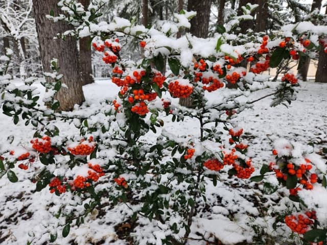 Photo 1 by Dante F. (1/2/25)