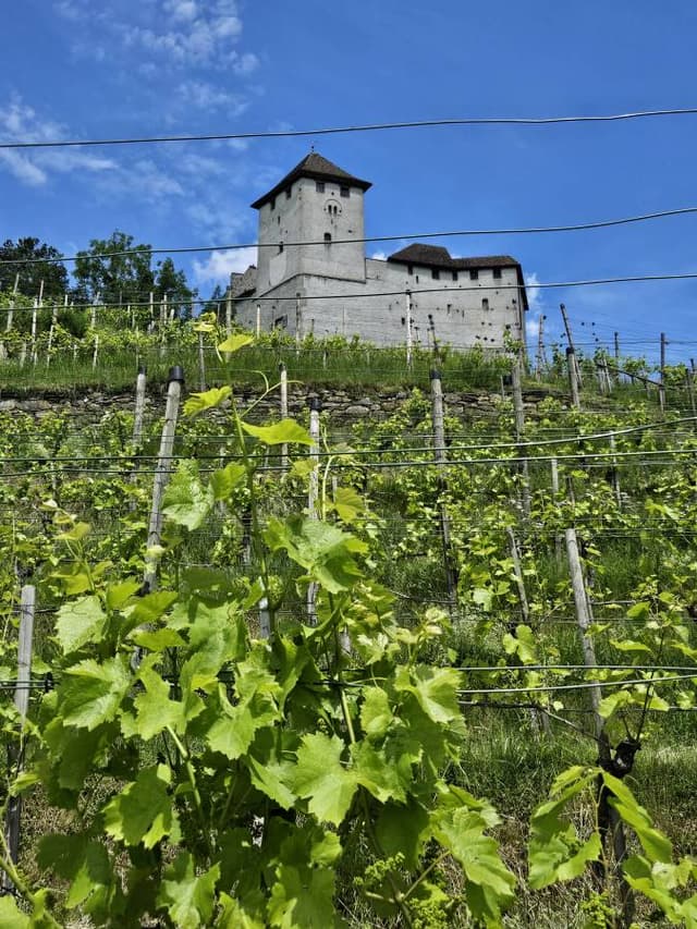 Photo 1 by Joe K. (6/2/25)