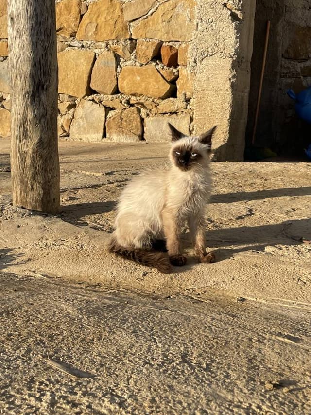 Photo 1 by Hamad A. (1/15/25)