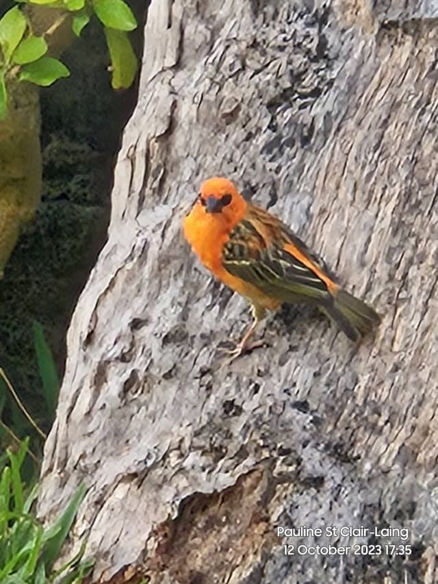 Photo 2 by Andrew S. (11/11/23)