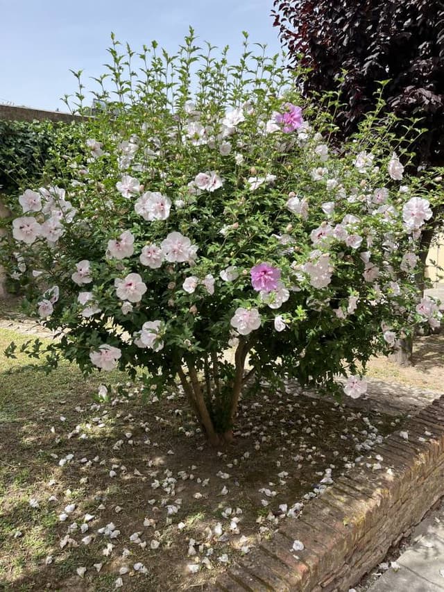 Photo 3 by Mikhail S. (7/2/24)