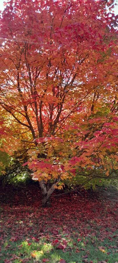 Photo 3 by Fahi M. (4/21/25)