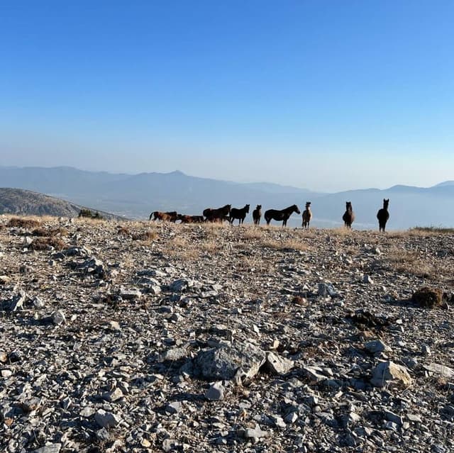 Photo 2 by Ulas C. (10/26/23)