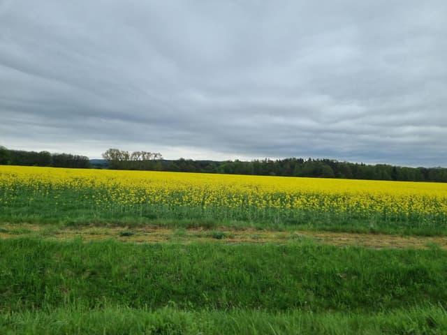 Photo 2 by Sagi A. (4/15/24)