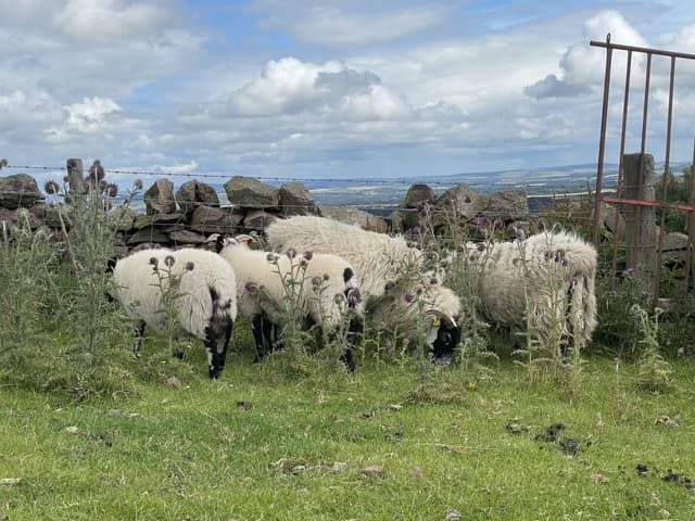 Photo 4 by Muntasir A. (7/21/23)