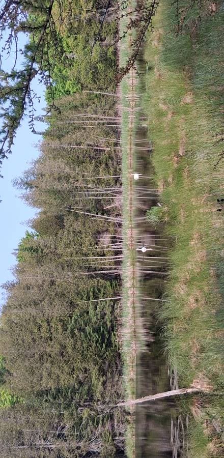 Photo 2 by Alban T. (6/5/25)