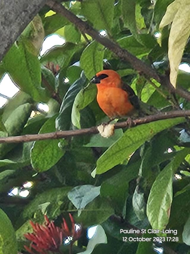 Photo 4 by Andrew S. (11/11/23)