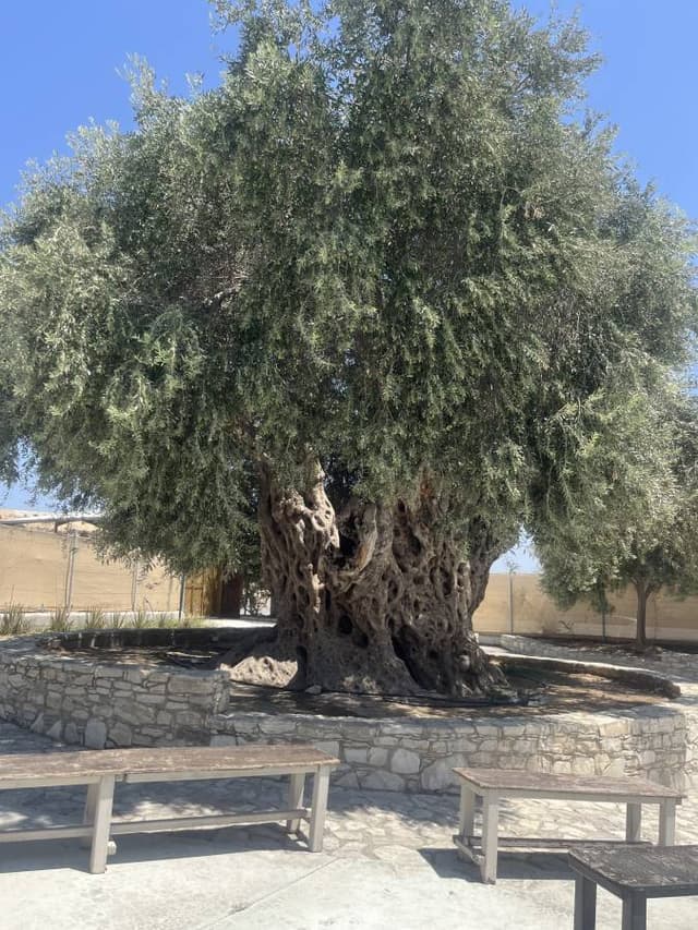 Photo 4 by yuval S. (8/15/25)