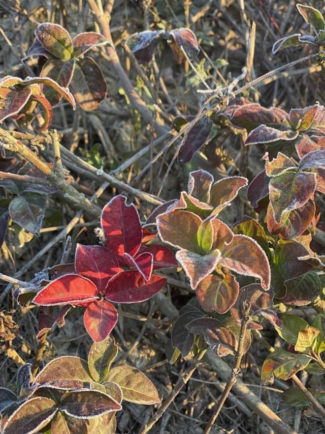 Photo 5 by Tymofii S. (2/2/25)