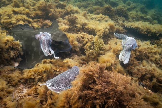 Photo 4 by Peter H. (7/7/25)