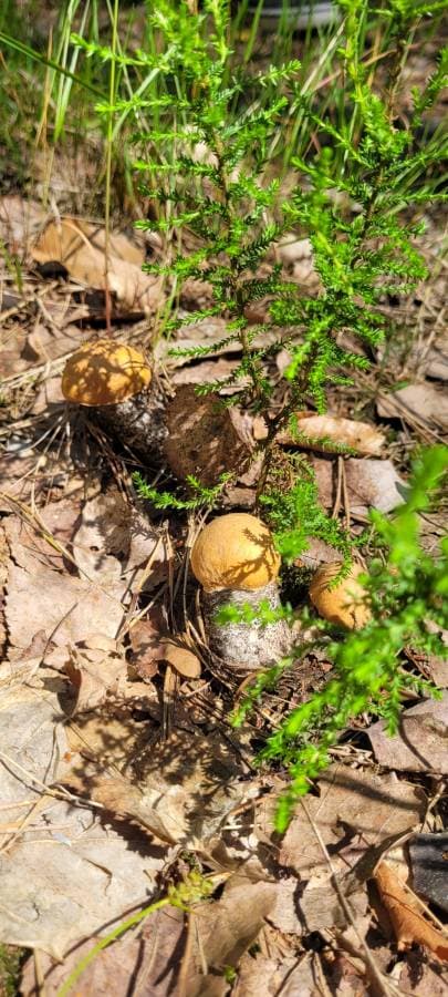 Photo by Jerzy D. (6/30/25)