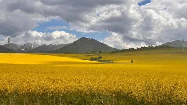 Photo 6 by Peter M. (5/22/25)