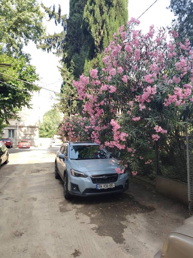 Photo 1 by Jorrit S. (6/15/25)