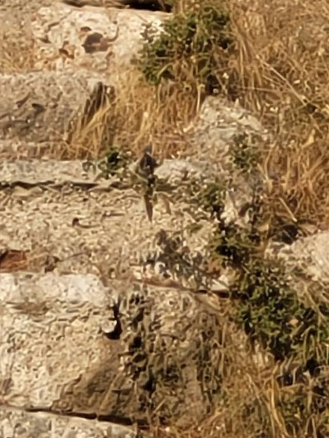 Photo 1 by Aleksandr Z. (11/5/24)