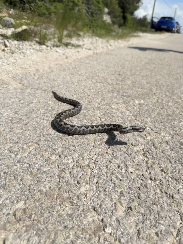 Photo 1 by P. B. about renting a Peugeot 2008 in Croatia (5/9/25)