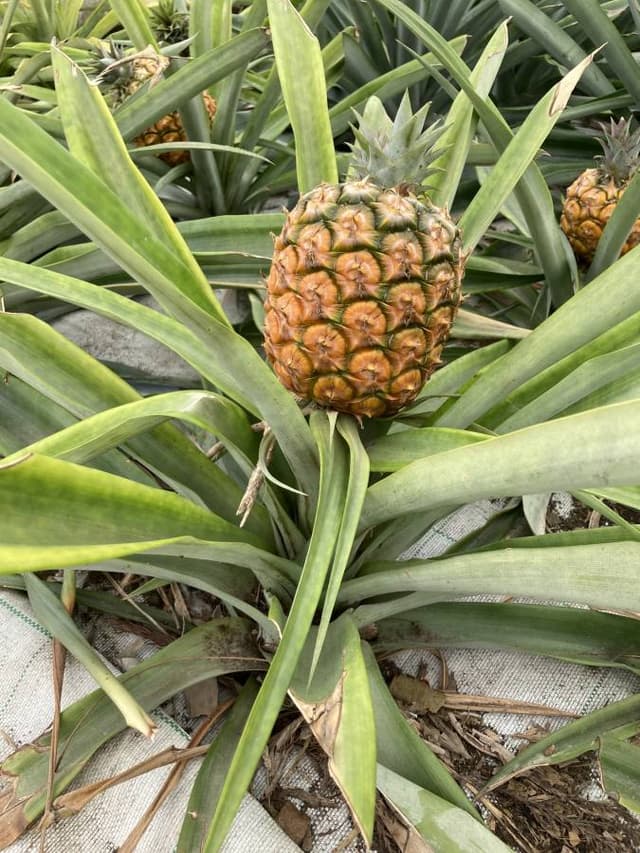 Photo 1 by Dominic Y. about hiring a Mitsubishi Space Star at Ponta Delgada Airport (29.08.24)