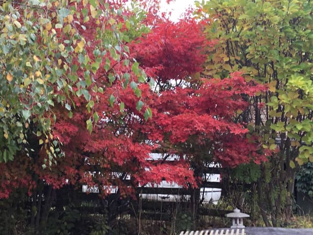 Photo 1 by PATRICIA I. (11/17/23)