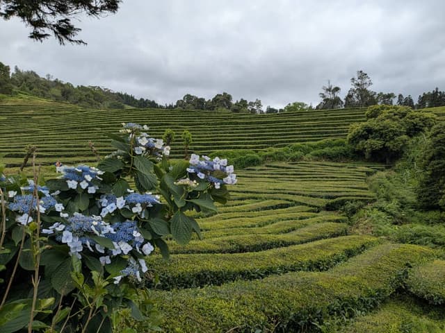 Photo 4 by Trent T. about hiring a Kia Rio at Ponta Delgada Airport (13.07.25)