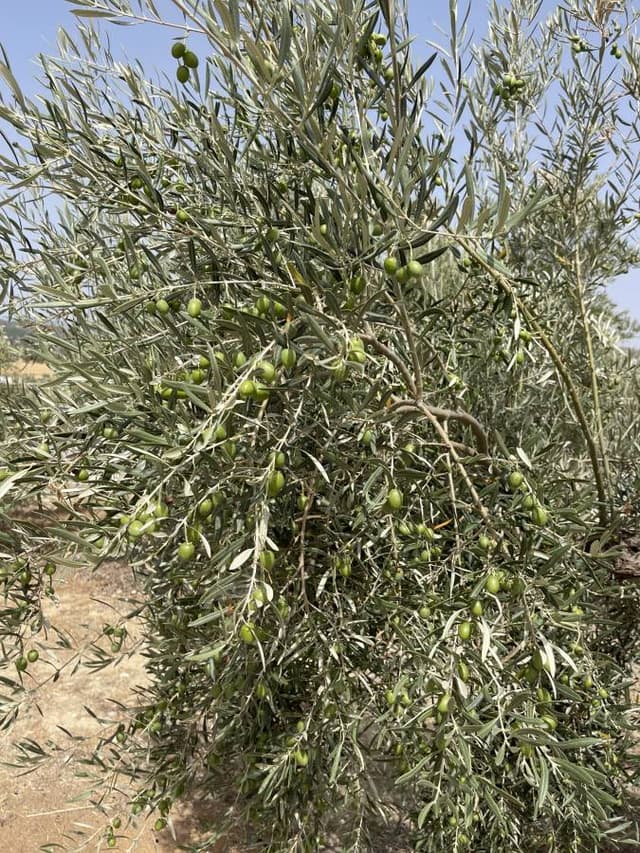 Photo 2 by DAVID S. (7/20/24)