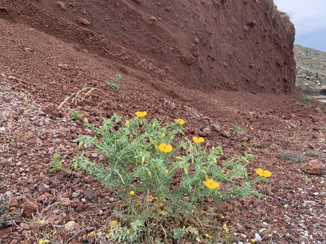 Photo 3 by Dan O. (5/17/24)