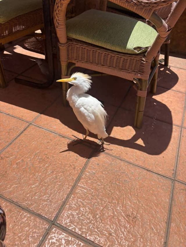 Photo 5 by Susan R. about hiring a Renault Megane in Fuerteventura (24/05/26)
