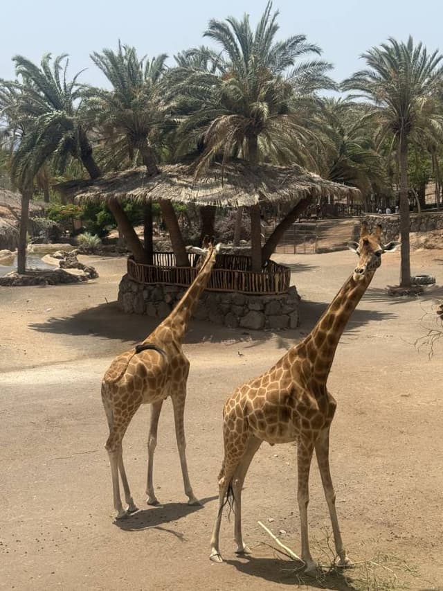 Photo 2 by Sergey K. (6/20/25)