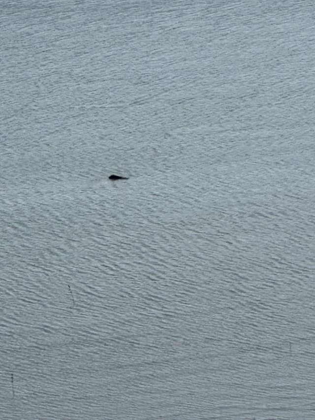 Photo 4 by Lilian M. (11/5/23)