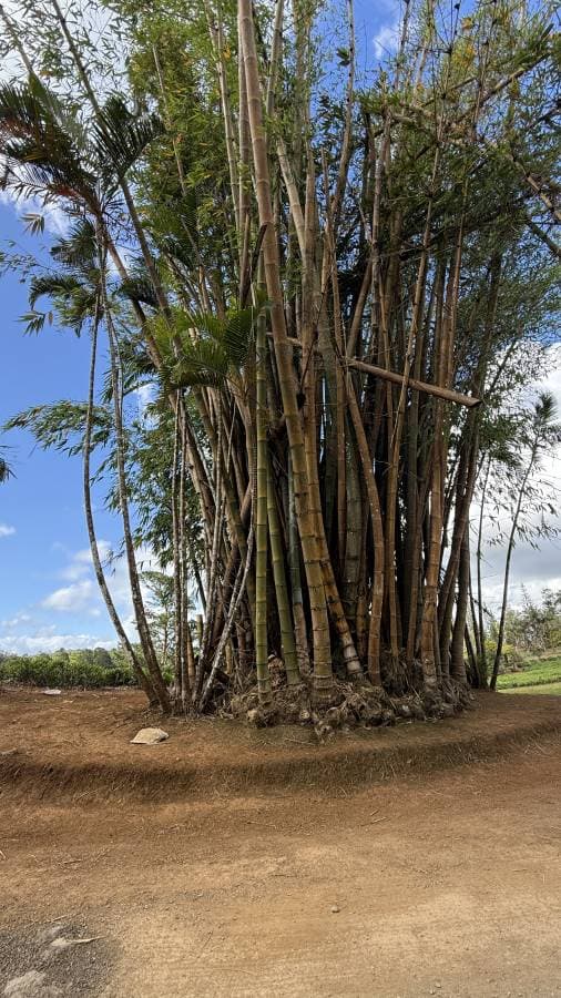 Photo 2 by Tomas S. about hiring a Suzuki Swift in Mauritius (14/12/24)