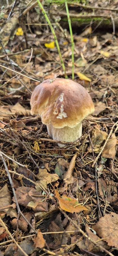 Photo 3 by Vladimir S. (8/19/24)