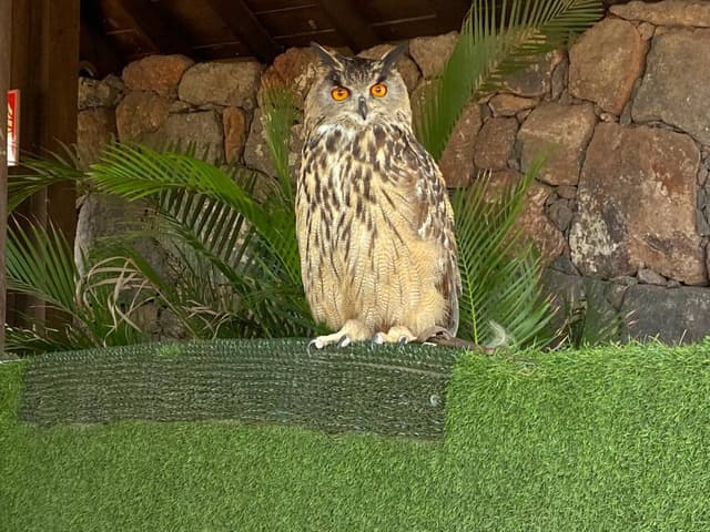 Photo by Geoff M. about hiring a Volkswagen Polo in Fuerteventura (12/06/24)