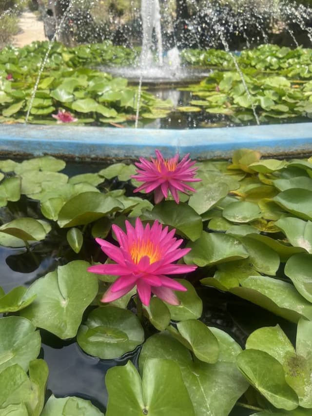 Foto 1 di Vito Antonio Mario P. (04/08/25)