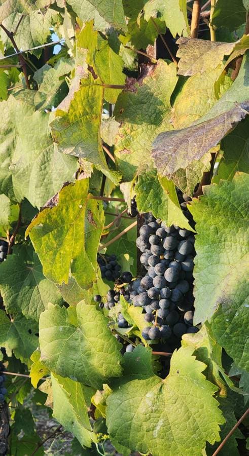 Photo 3 by Constantin-Lucian R. (9/19/24)