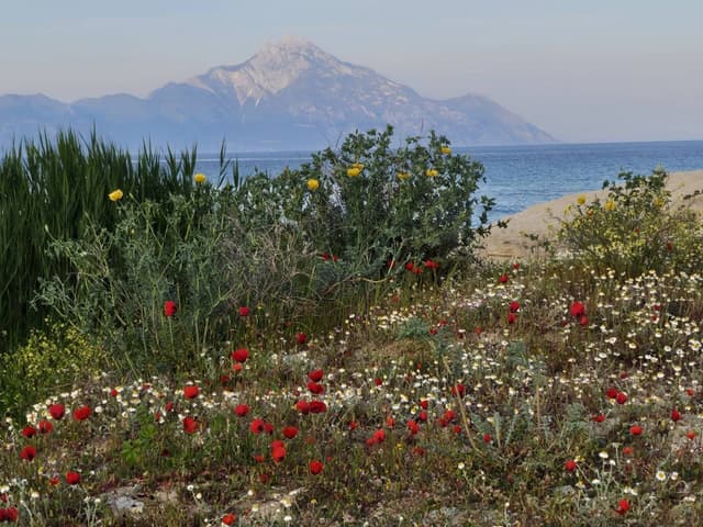 Photo 4 by Alexandra B. about renting a Fiat Panda in Thessaloniki (8/26/25)