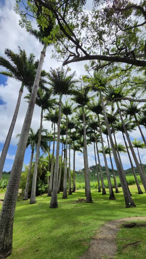 Photo 3 by Stephane R. about renting a Dacia Sandero in Fort-de-France (10/5/25)