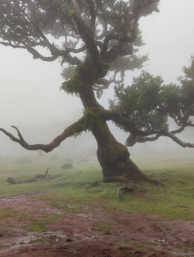 Photo 3 by Neil M. about hiring a Citroën C3 Aircross in Funchal (06/10/25)