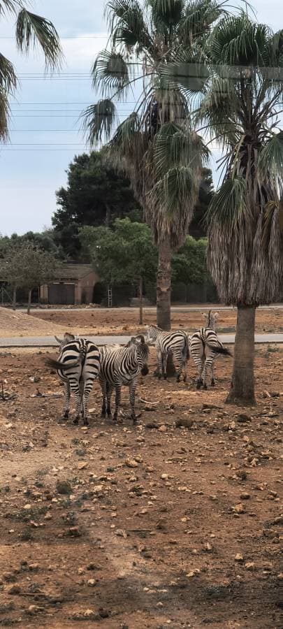 Photo 7 by Gregor D. about renting a Volkswagen Taigo in Mallorca (7/13/25)