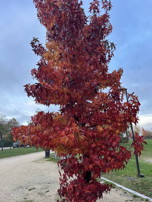 Photo 4 by Lior S. (11/1/25)