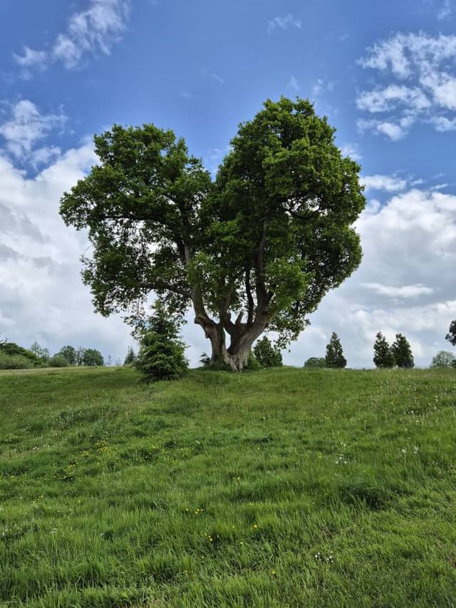 Photo 4 by Nicu M. (5/17/24)