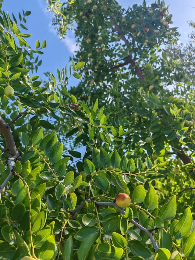 Photo 5 by Mohammad H. (8/13/26)