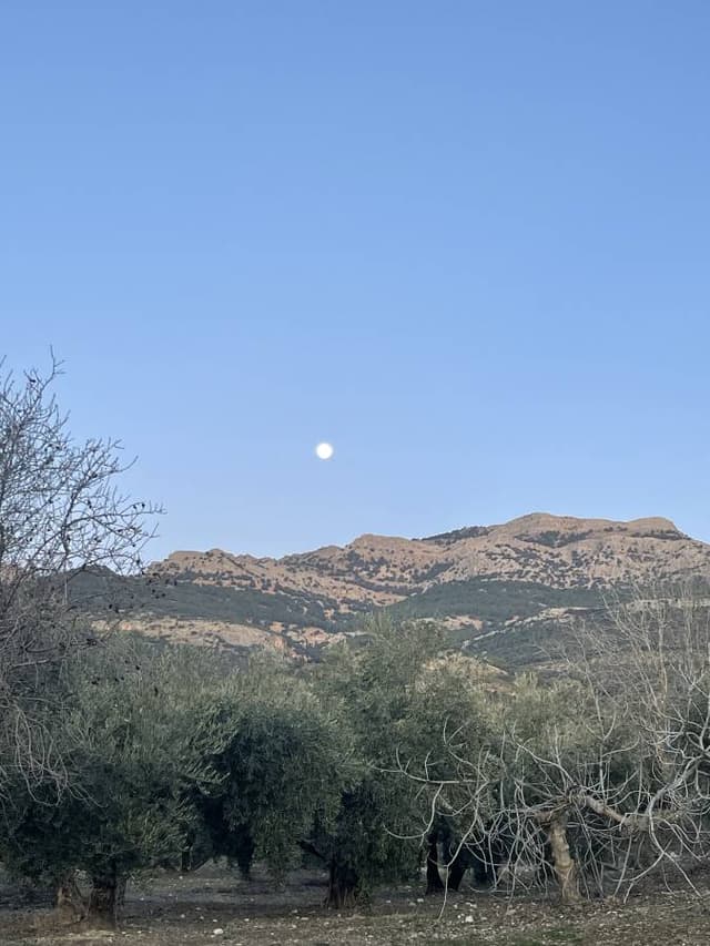 Photo 5 by Valentin B. (1/17/25)