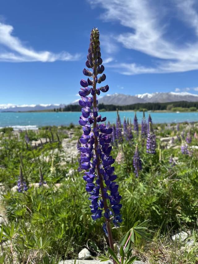 Photo 3 by Nicola W. about hiring a Toyota Yaris 2018-2020 in Christchurch (13/11/24)